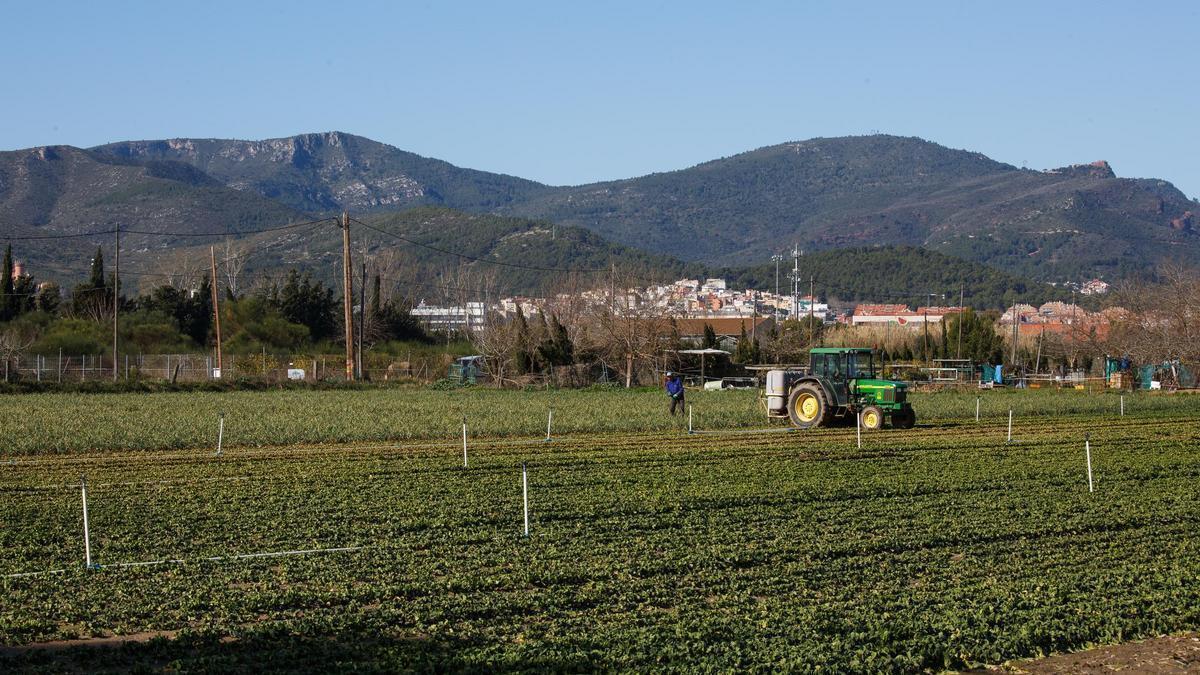 Una imatge del Parc Agrari del Baix Llobregat a l’altura de Gavà, on es planteja el desenvolupament d’un 'sandbox' agroalimentari denominat AgroDeltaLab.