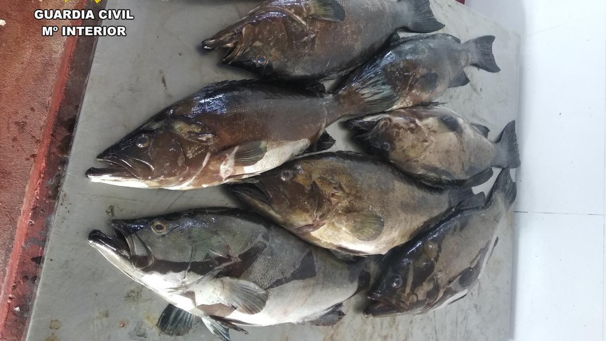 Algunos pescados incautados a los detenidos por pesca furtiva en Tabarca.