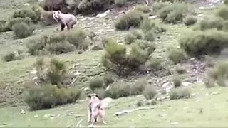 ¿Qué hacer ante la presencia de un oso?: aumentan los encuentros cerca de pueblos en los Pirineos