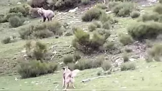 Dos perros intentan ahuyentar a un oso cerca de Àreu