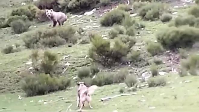 Dos perros intentan ahuyentar a un oso cerca de Àreu