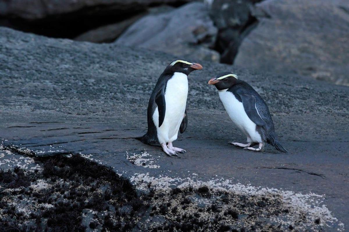 Pingüino de Fiorland, en Nueva Zelanda