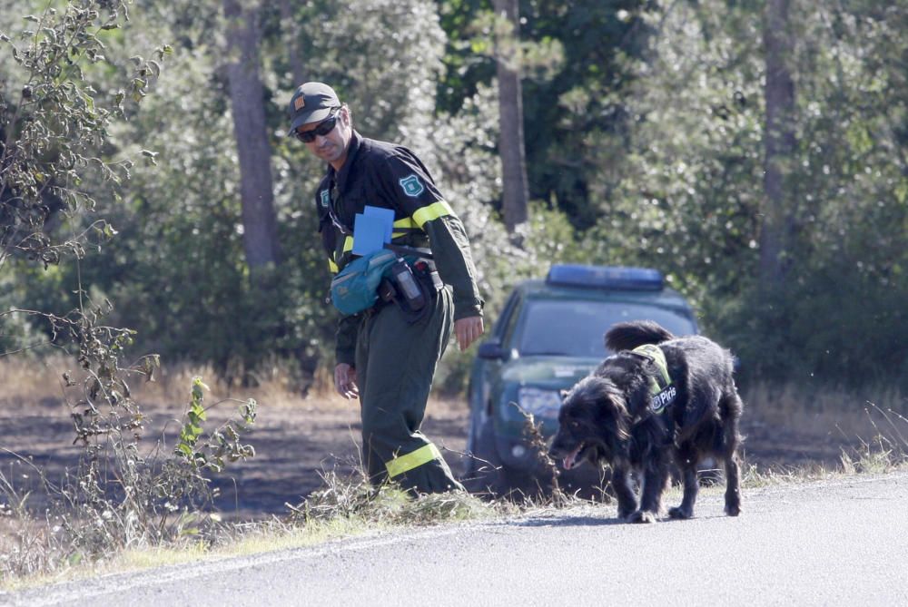 Piris, l'agent caní que detecta l'origen del foc