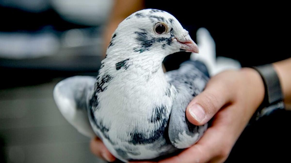 Las aves necesitan mucha menos energía para su cerebro que los mamíferos.