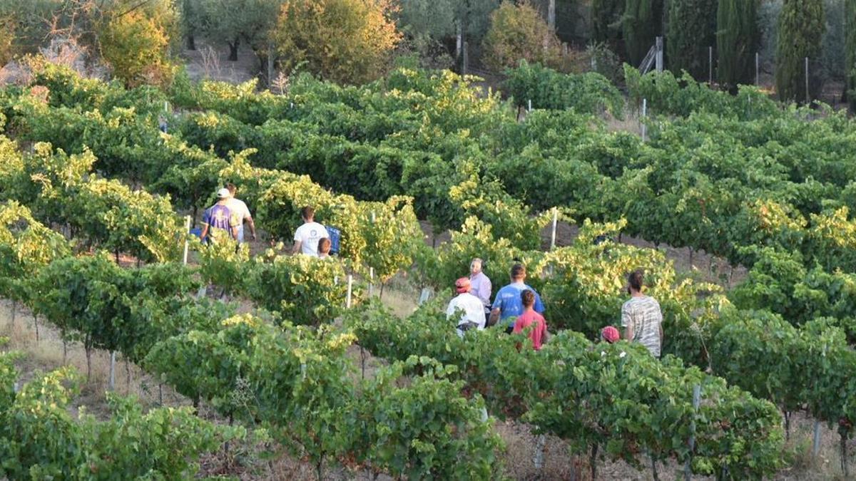 Trabajadores en unos viñedos de Montilla.