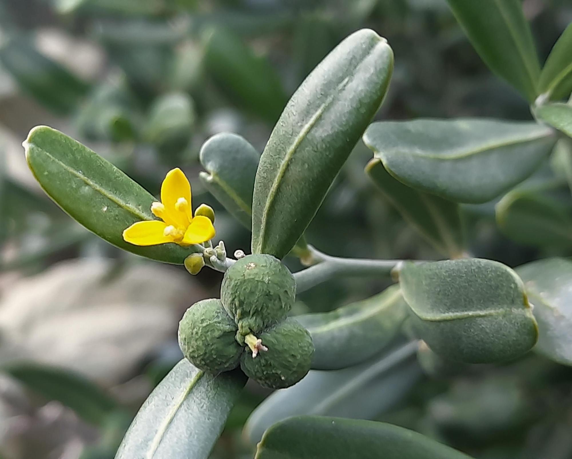 Cneorum tricoccon (Olivella o Escanyacabres).jpg