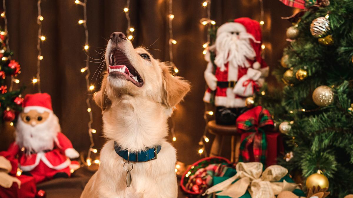 La planta de Navidad de interior que es una trampa mortal para los perros