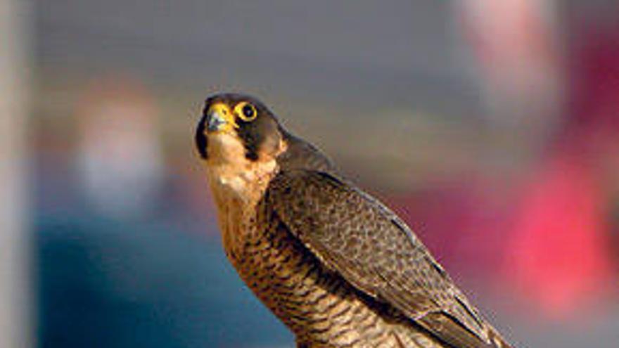 Uno de los halcones de la Catedral.