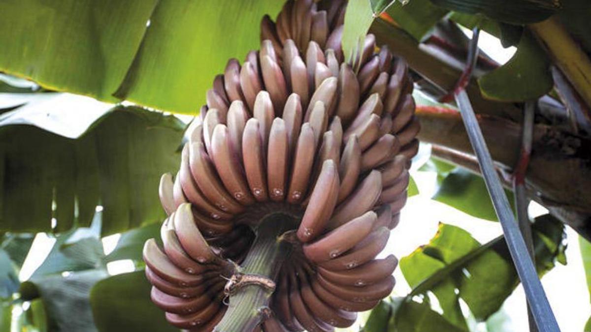 El plátano de Canarias rojo ya está en Canarias