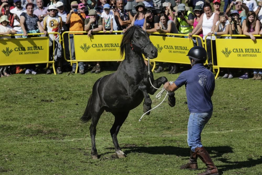 Fiesta del Asturcón en el Sueve