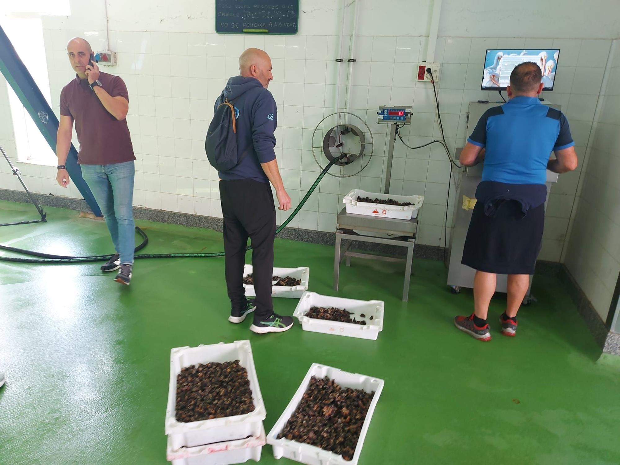 En imágenes: La primera subasta de percebe de la temporada en la rula de Puerto de Vega