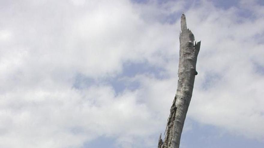 En la imagen, Winston Wheeler, investigador de la University of Arizona, recogiendo muestras de una árbol tropical semisumergido en el lago Bosumtwi, en Ghana. La existencia de bosques sumergidos en el lago es una prueba de las severas sequías padecidas en África Occidental hace siglos.