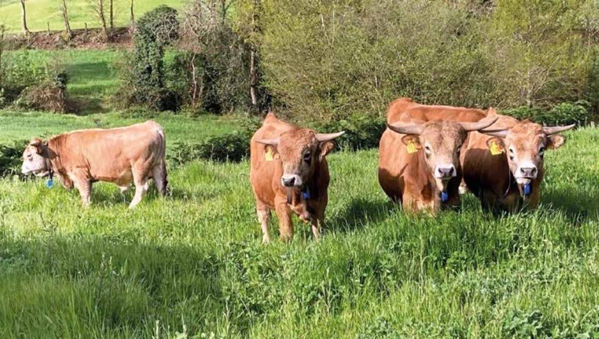 Vacas de la raza asturiana de la montaña.