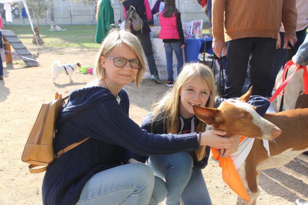 Festival de la Adopción de Perros de El Campello