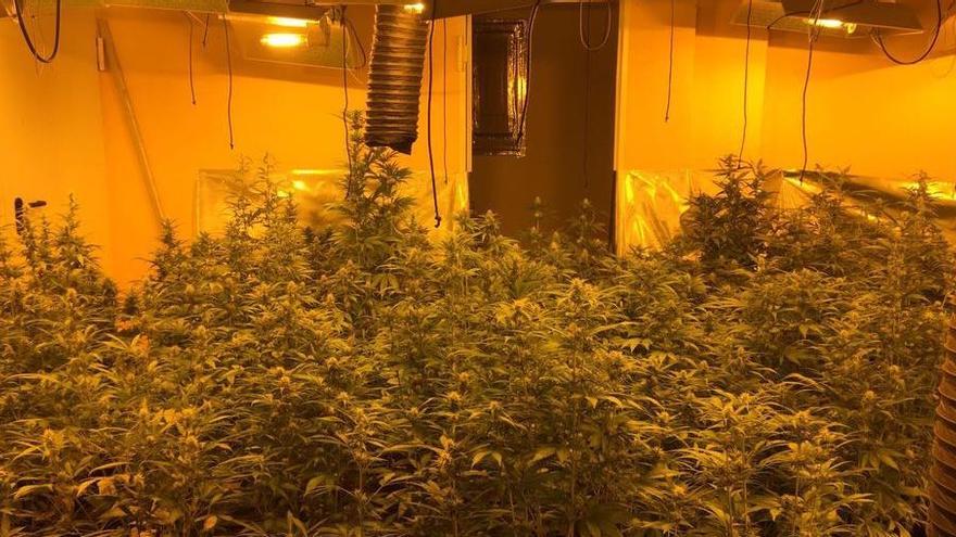 Detenen un home que tenia més de 300 plantes de marihuana a Bàscara