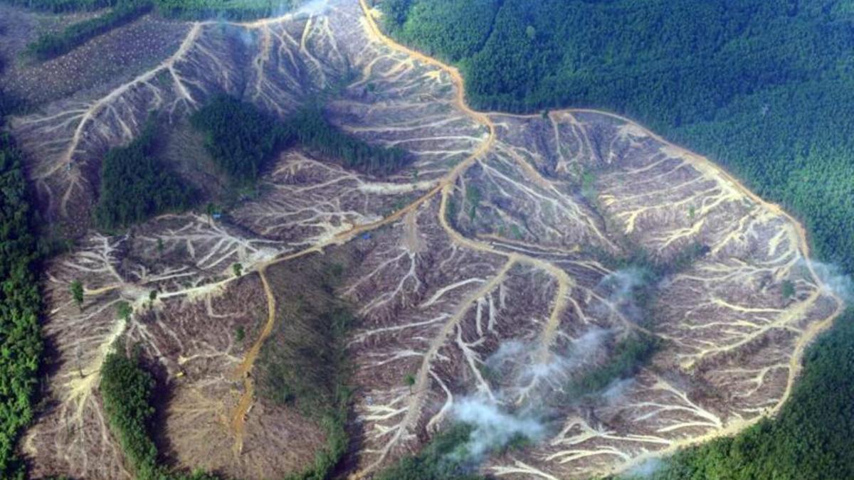 España provoca la deforestación de 32.900 hectáreas de selva cada año