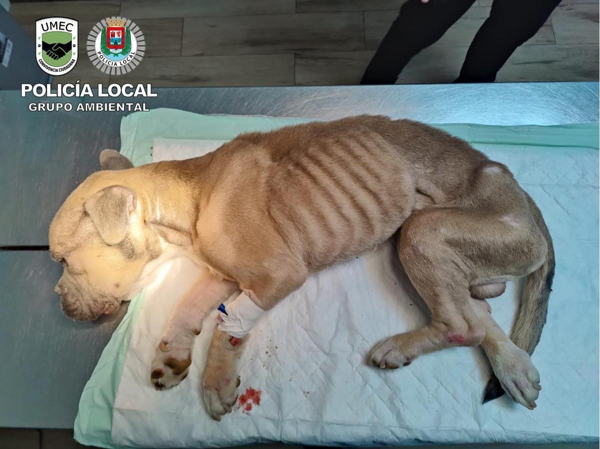 Caso de maltrato animal en Las Palmas de Gran Canaria