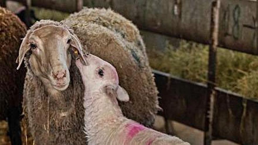 Un cordero de la raza autóctona Castellana en una granja de Zamora.