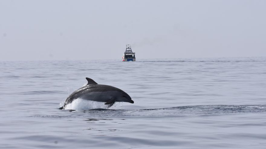 Capten imatges inèdites de dofins alimentant-se en xarxes de pesca d&#039;arrossegament al cap de Creus