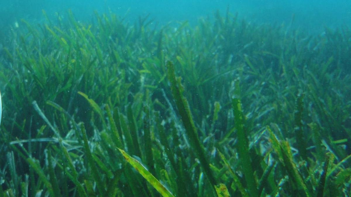 El GOB sensibilizará sobre la posidonia en cuatro playas de Mallorca