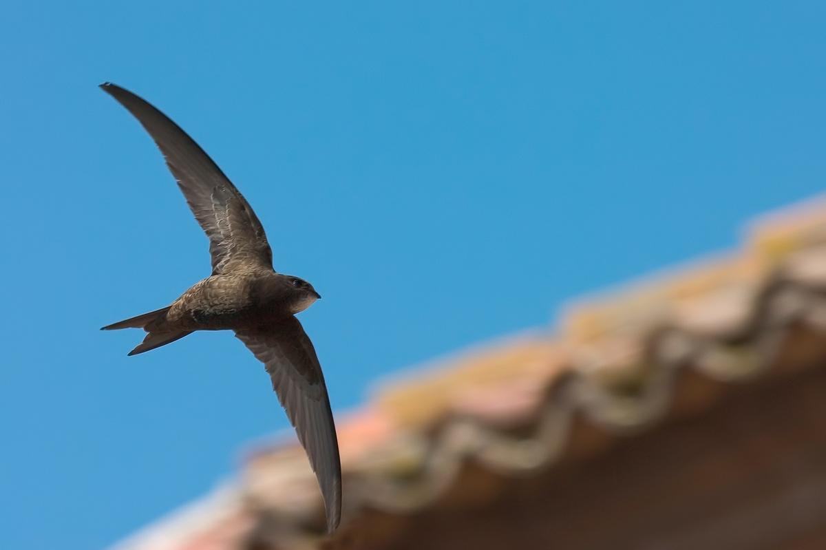 Un vencejo en vuelo