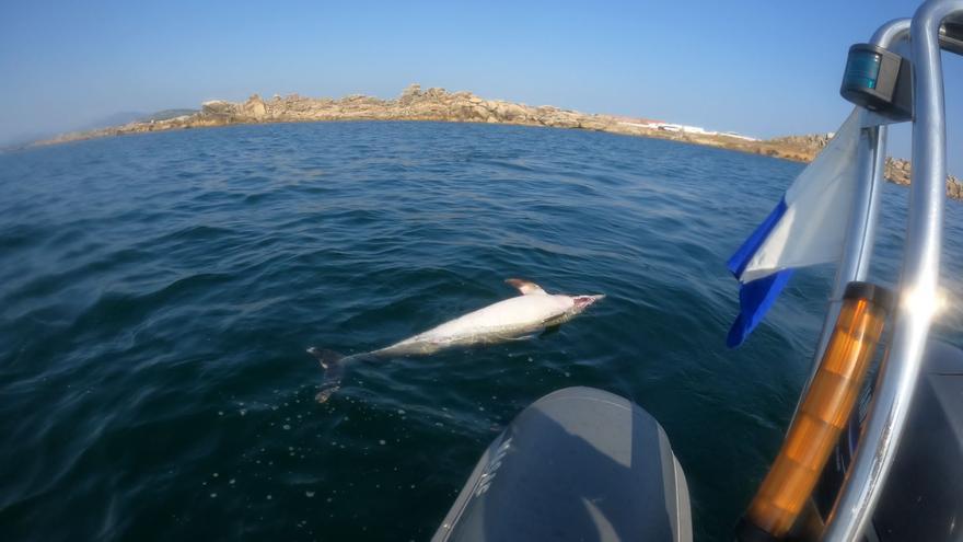 Aparece un delfín muerto, mordido por tiburones