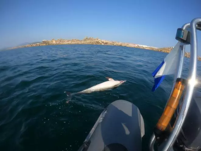Aparece un delfín muerto, mordido por tiburones