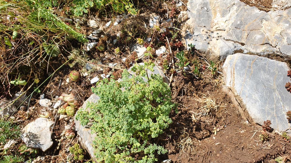 Un exemplar de la 'Thalictrum foetidum' localitzada en una zona que limita amb el Parc Natural del Cadí-Moixeró