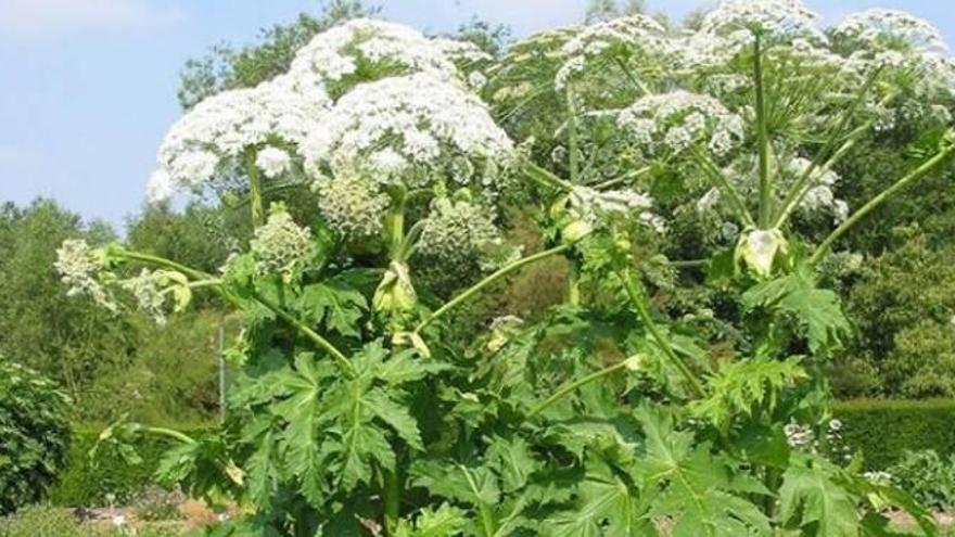 Un exemplar adult de la pampa del Caucas ja amb flor