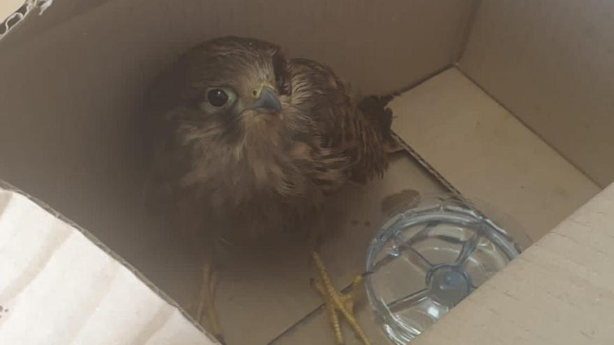 Personal municipal de Santa Lucía halla un cernícalo herido