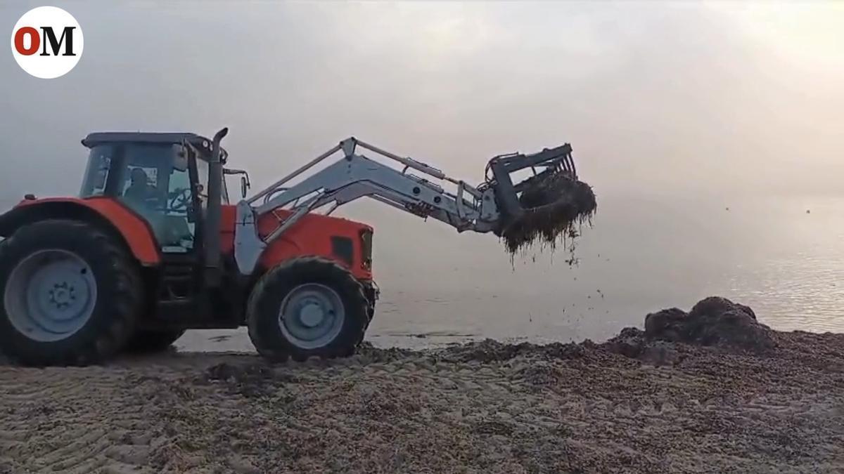 Litoral acopia la posidonia de las playas de Cartagena para cumplir la nueva normativa de Costas