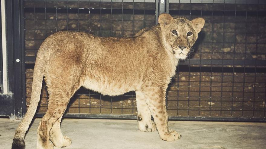 Ya están en Alicante varios leones rescatados de Ucrania.