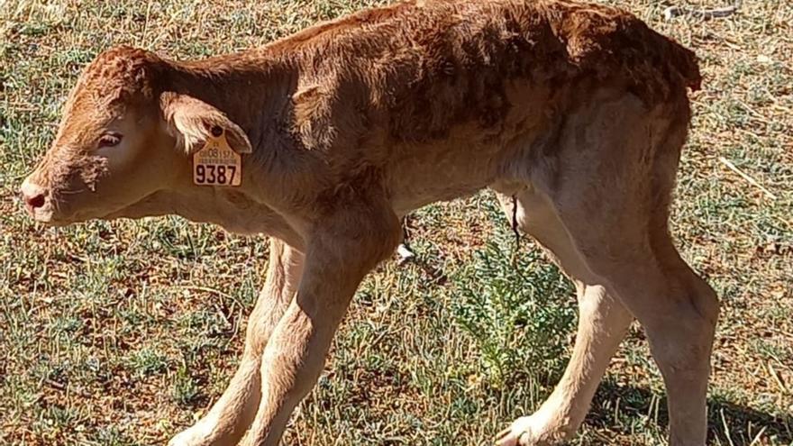 Las lobadas en Sayago propagan la sarna ante la impotencia de los ganaderos