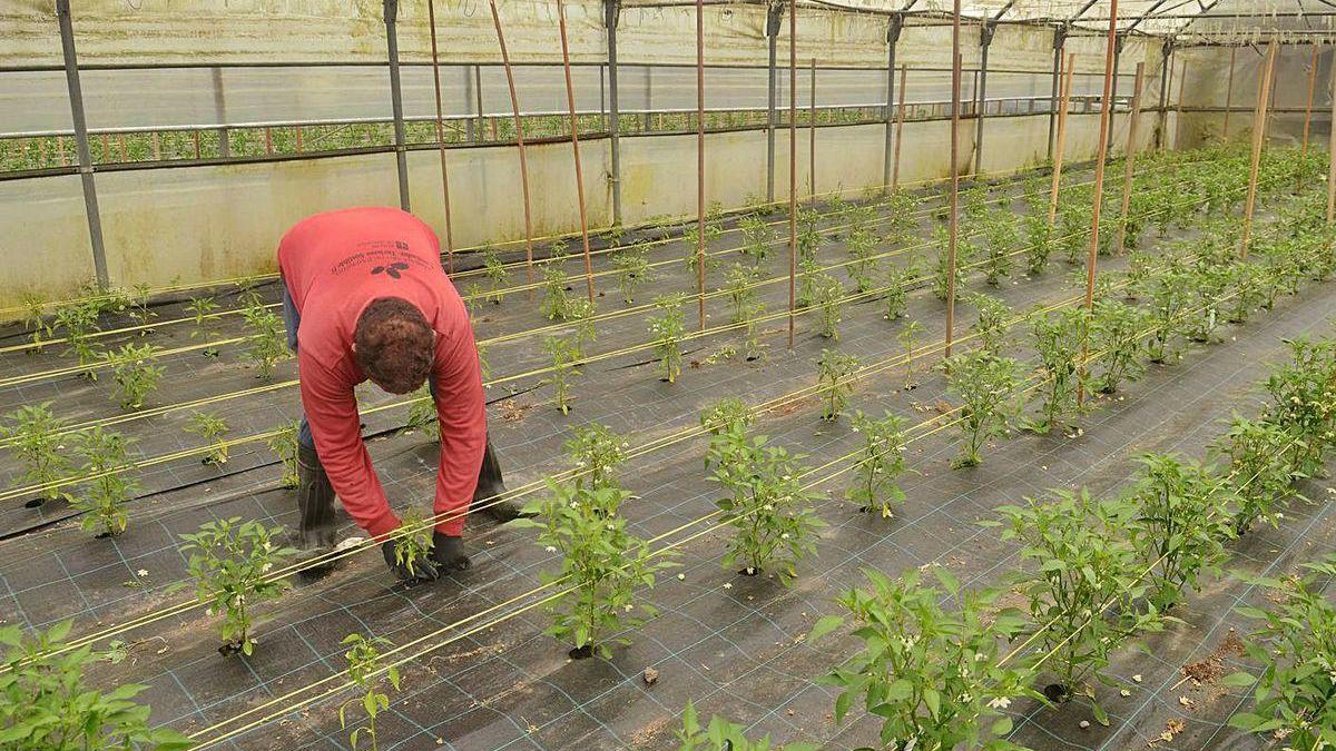 Un productor de pimiento de Padrón.