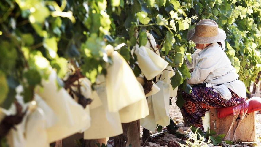 Hacienda revienta el Júcar-Vinalopó al vetar el riego de socorro para salvar la uva