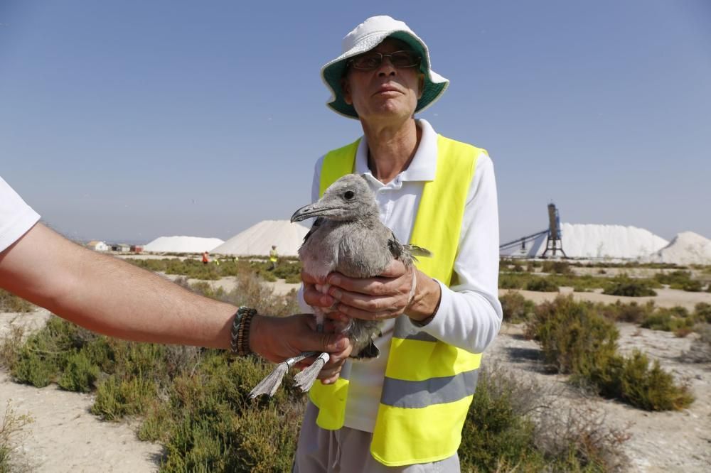 El Ayuntamiento de Torrevieja y la Conselleria de Medio Ambiente realizaron el anillamiento anual de la colonia de gaviotas establecida en el saladar de la laguna de Torrevieja con la ayuda de 30 volu