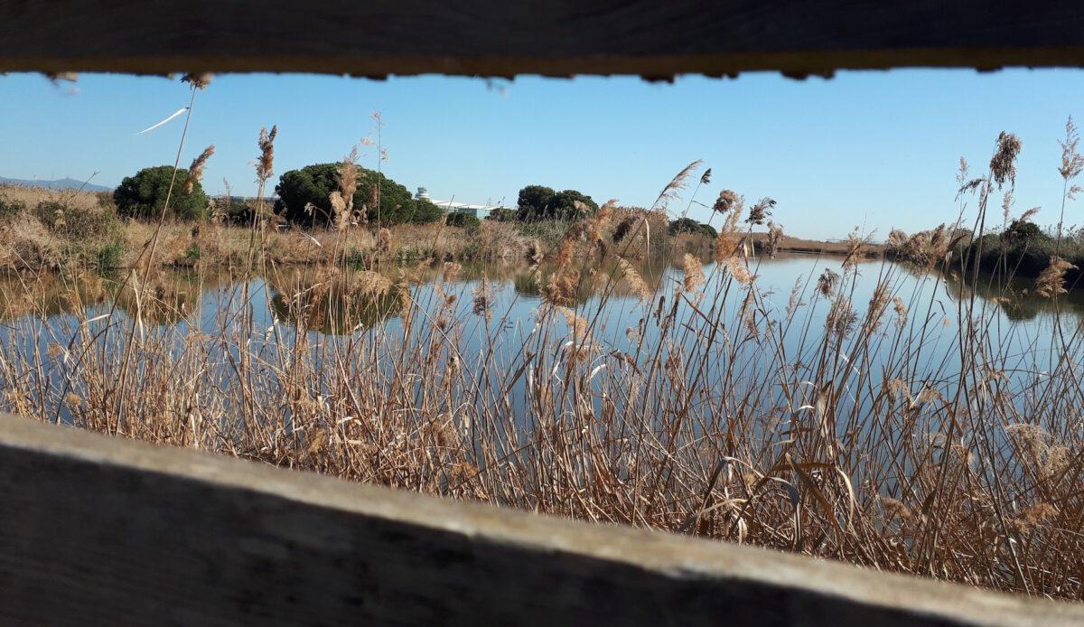 Delta del Llobregat, un paraíso de la biodiversidad en peligro
