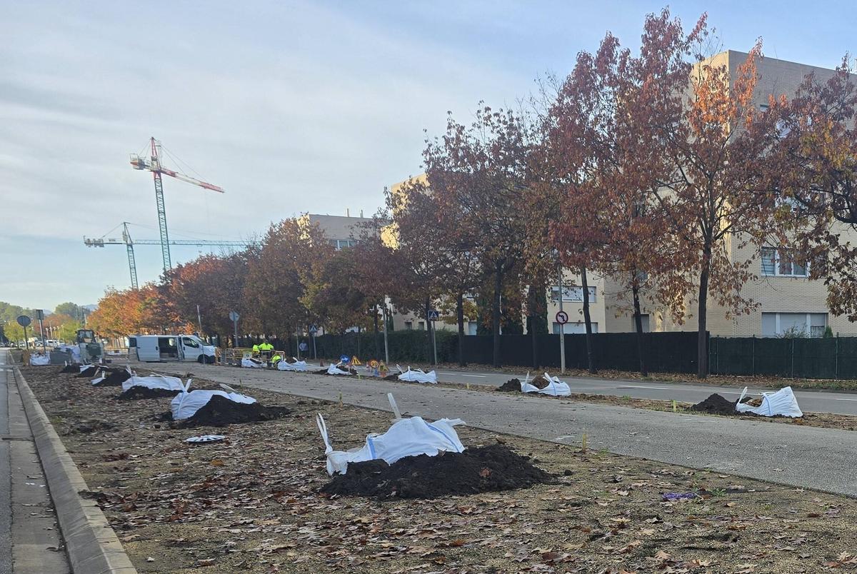 Plantació d'arbres a l'avinguda Lluís Pericot, en una imatge d'arxiu.