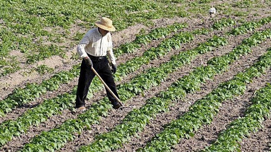 Un agricultor trabaja en su explotación de patatas.