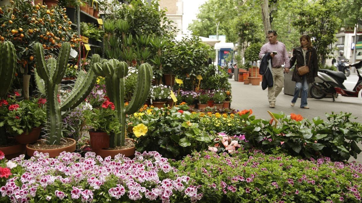 Imagen del exterior de Flores Navarro, con plantas en la acera de la calle de València.