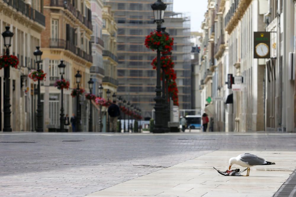 Viernes, 24 de abril | Málaga continúa en estado de alarma