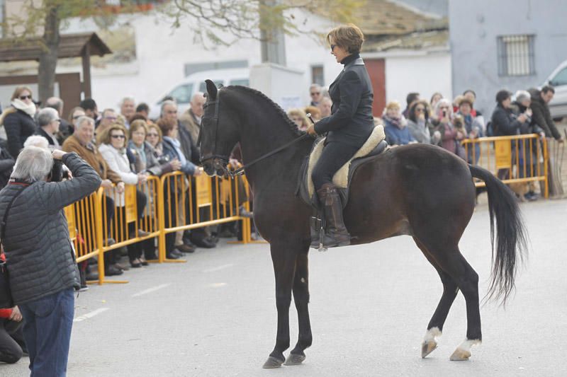 Benidición de animales en la Ermita de Vera y en la Punta