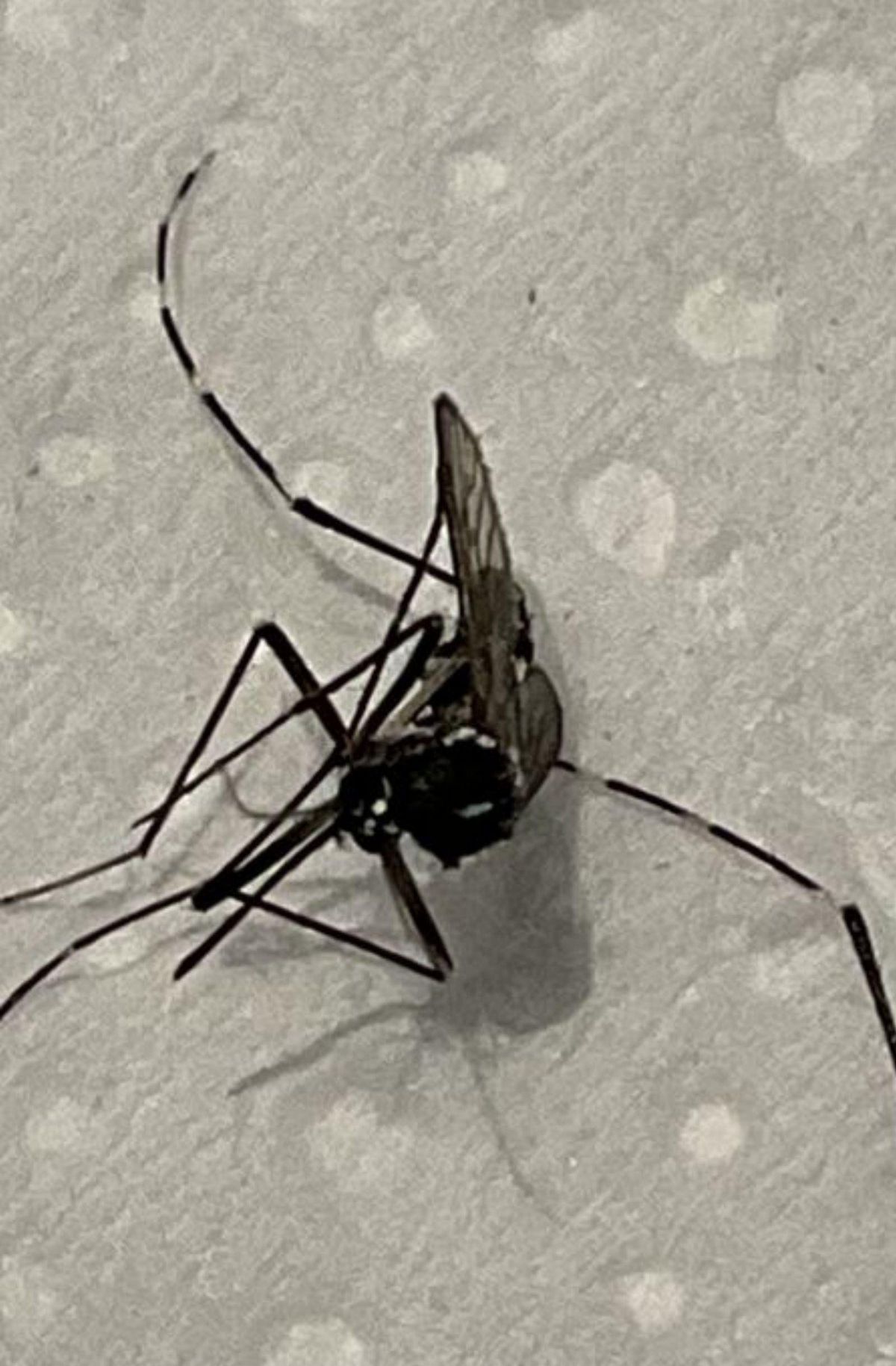 Visto en Tirán el pasado día 10 de julio. |  Mosquito Alert