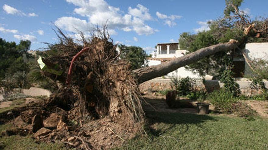 Varios árboles y postes eléctricos cayeron a causa del tornado.
