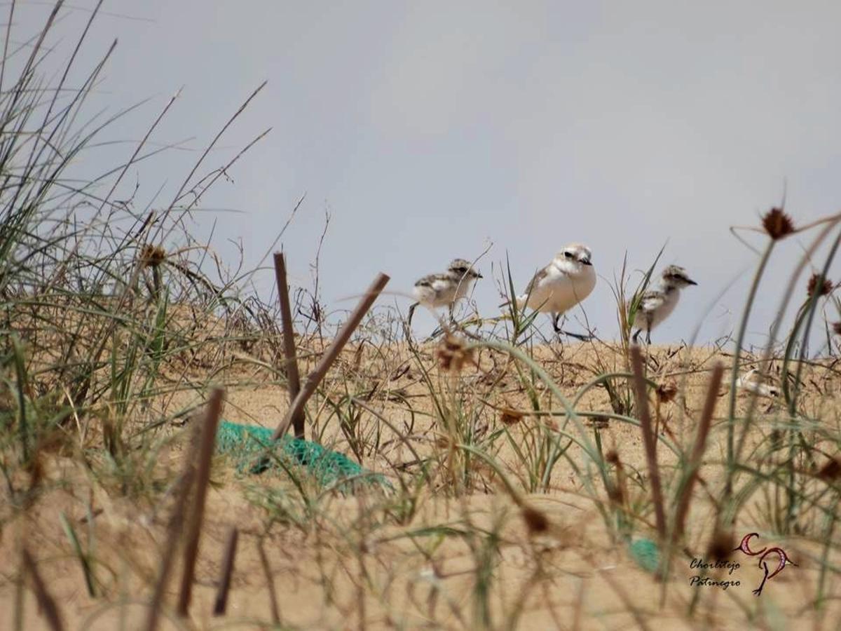 ÉXITO REPRODUCTIVO DEL CHORLITEJO PATINEGRO EN EL PARAJE NATURAL MUNICIPAL DEL MOLINO DEL AGUA DE TORREVIEJA 1.jpg