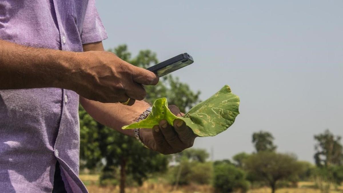 Análisis de plagas en plantas gracias a Plantix una app de la start-up alemana Peat.