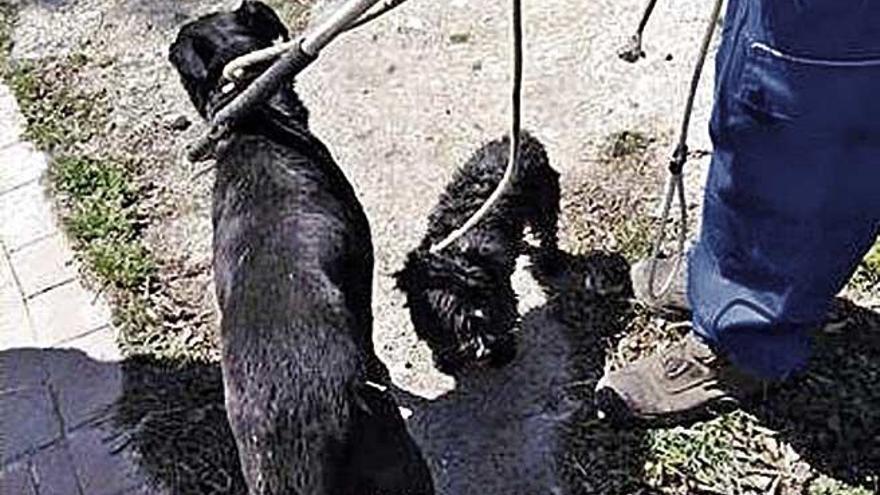 Algunos de los perros tras ser capturados por la policía.