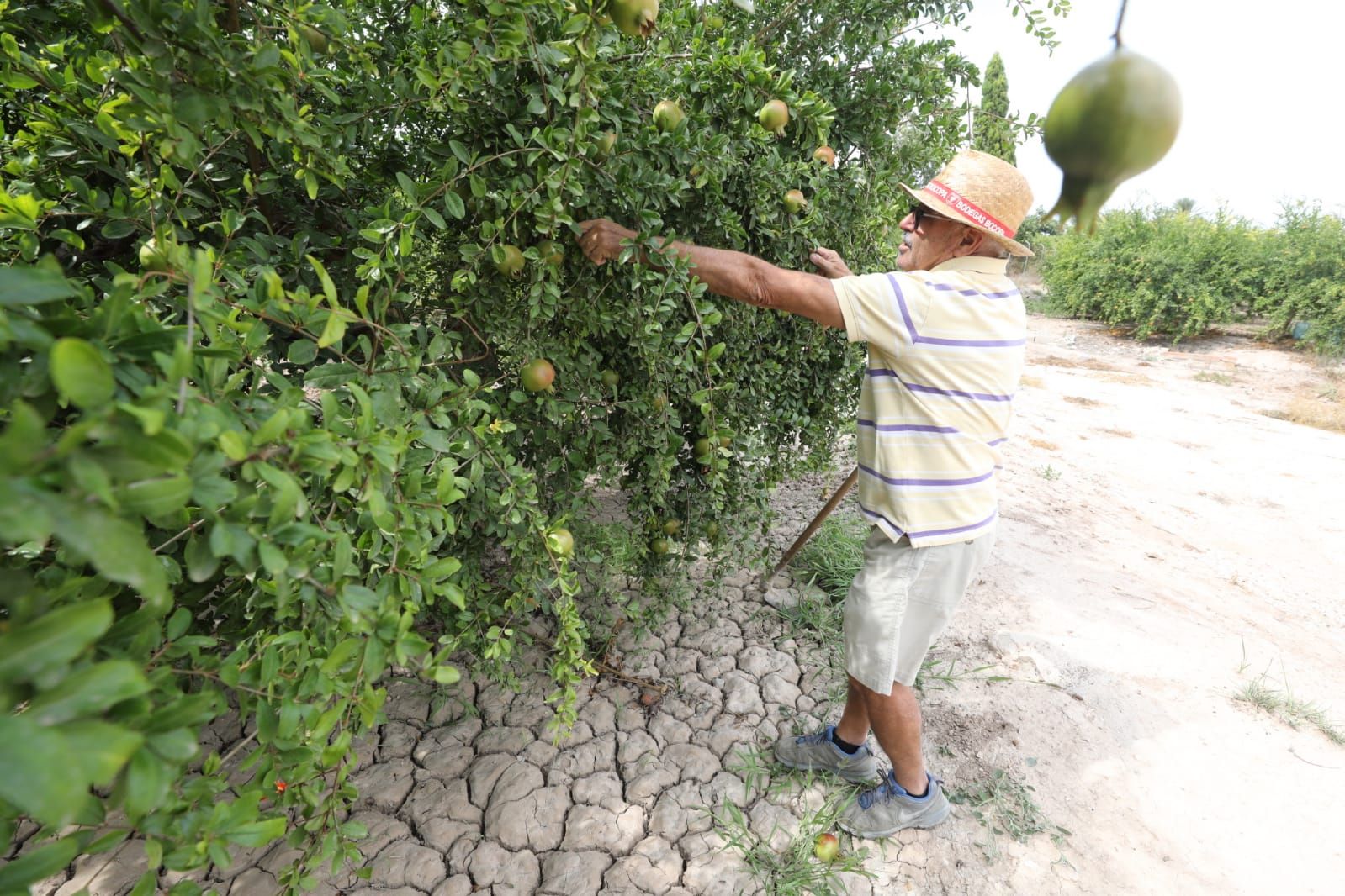 Un agricultor prepara sus tierras para recibir agua del Tajo