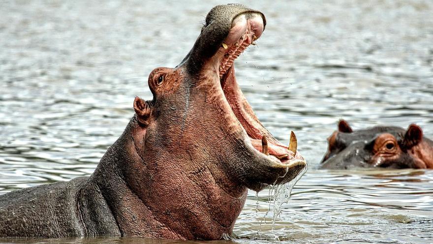 Imatge d'arxiu d'un hipopòtam