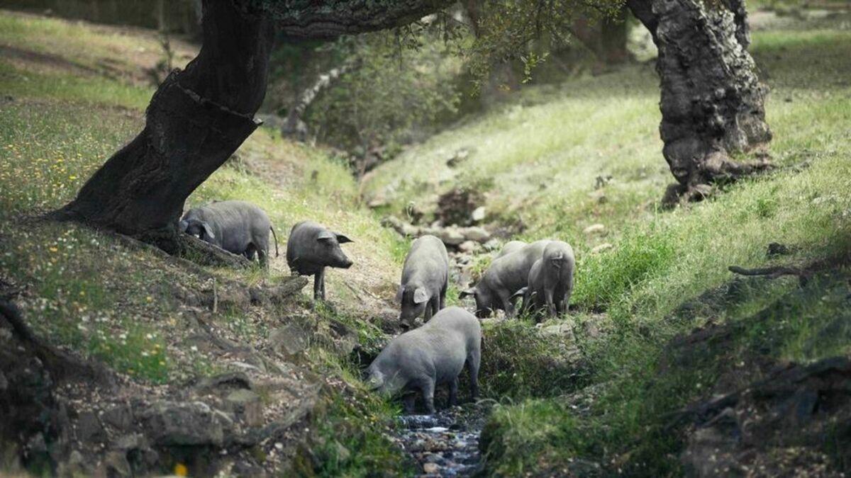 Una piara de cerdos de Señorío de Montanera en la dehesa extremeña.